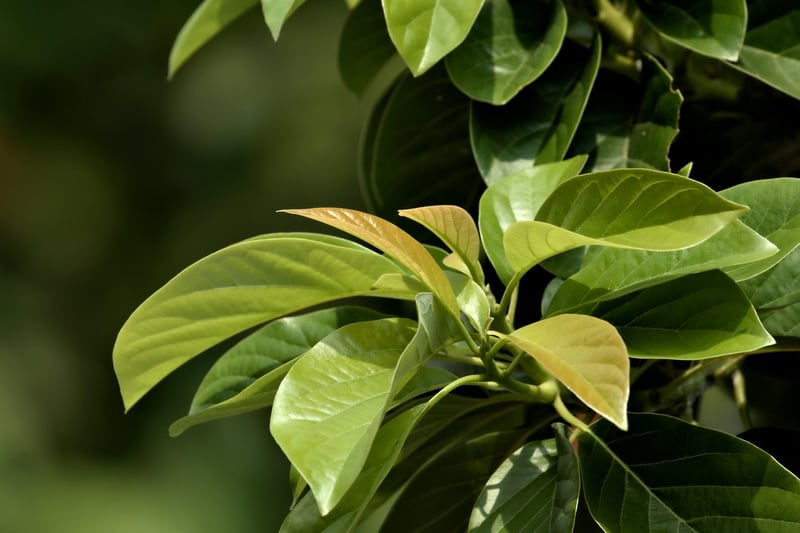 Continuous Growth
